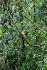 Trichothraupis melanops