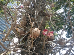 Couroupita guianensis