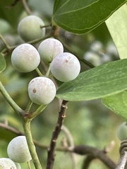 Smilax auriculata