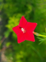 Ipomoea quamoclit