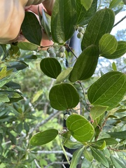 Smilax auriculata