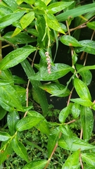 Persicaria longiseta