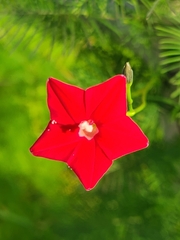 Ipomoea quamoclit