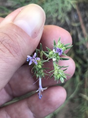 Ipomopsis multiflora