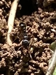 Tetramorium immigrans