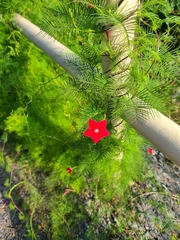 Ipomoea quamoclit
