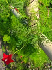 Ipomoea quamoclit