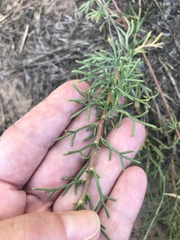 Ipomopsis multiflora