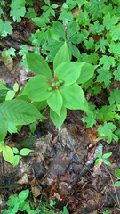 Medeola virginiana