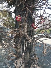Couroupita guianensis