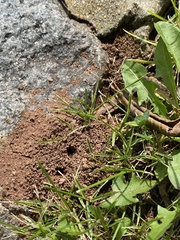 Tetramorium immigrans