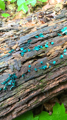 Chlorociboria aeruginascens