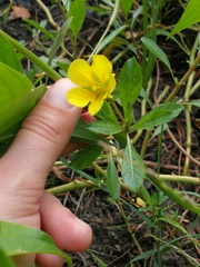 Ludwigia peploides
