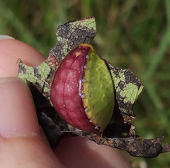 Prolimacodes badia