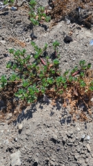 Amaranthus blitoides