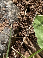 Tetramorium immigrans