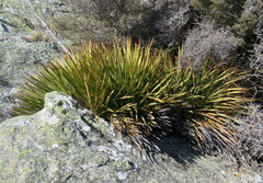 Aciphylla aurea