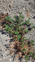 Amaranthus blitoides