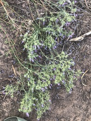 Ipomopsis multiflora