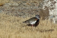 Vanellus chilensis