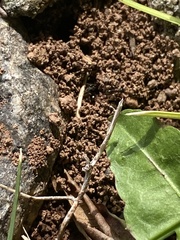 Tetramorium immigrans