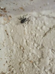 Diaprepes abbreviatus