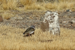 Vanellus chilensis