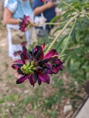 Wisteriopsis reticulata
