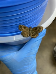 Staphylus hayhurstii