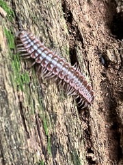 Pseudopolydesmus