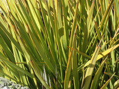 Aciphylla aurea
