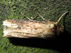Axylia putris