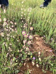 Thysanocarpus radians