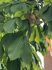 Aesculus hippocastanum