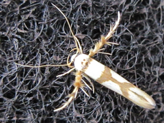Stathmopoda stimulata
