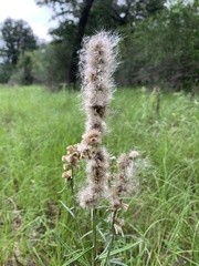 Pterocaulon virgatum