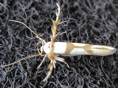 Stathmopoda stimulata