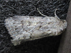 Spodoptera depravata