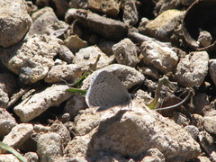 Celastrina echo cinerea