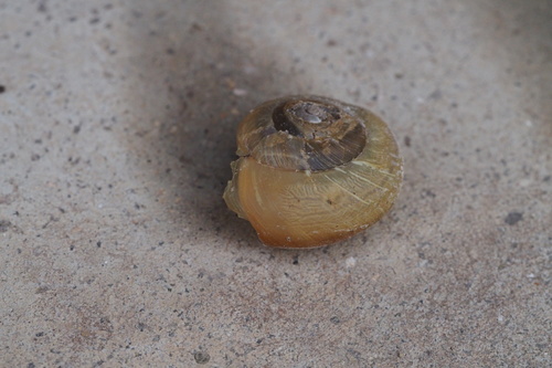 Euhadra subnimbosa