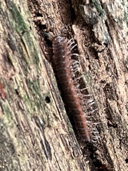 Pseudopolydesmus