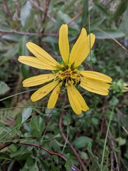 Silphium asteriscus