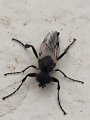 Bibio albipennis