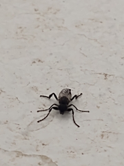 Bibio albipennis