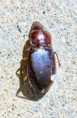 Calathus ruficollis