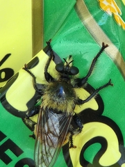 Laphria partitor