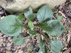 Packera obovata