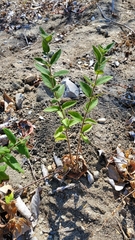 Magnoliopsida