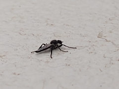 Bibio albipennis