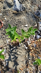 Magnoliopsida